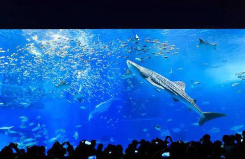 Sakimotobu Apartment | 崎本部HOUSE