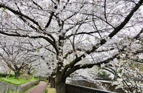 Kita Villa | 池袋駅無料送迎サービス #石神井川のほとりに佇むテラスハウス丨上野12分丨最大7名丨ガーデン丨庭園ヴィラ# Ikebukuro Free Pickup#Shakujii River Garden Villa丨Up to 7 guests 丨Private garden 丨Garden villa