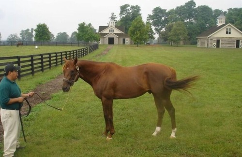 Lexington House | 1.5 Miles to Kentucky Horse ParknPremise ID 12268400-1