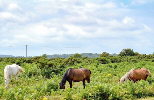 New Forest District Cottage | 1 bedroom accommodation in Burgate, near Fordingbridge