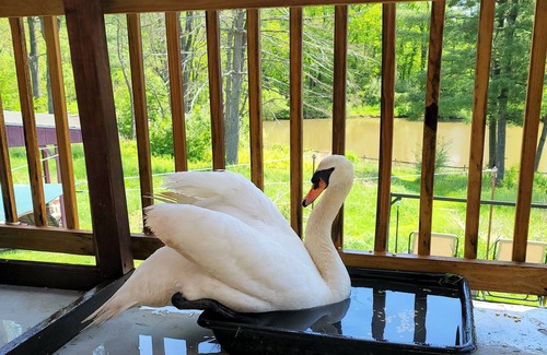 Limekiln Apartment | 1-bedroom Luxury apartment just 10 minutes drive to Santander Arena