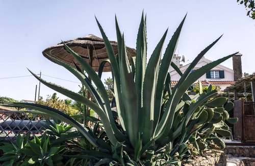 Assafora Apartment | 2 Bedroom Traditional Apartment, Garden View