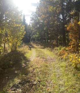 Hogsby Municipality House | 3 bedroom Forest Cabin Retreat in Högsby Småland