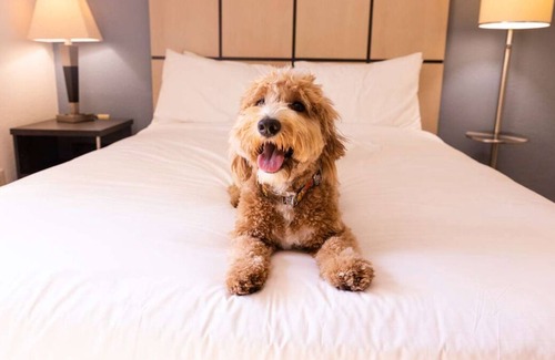 Brentwood House | 3 Family-friendly Accommodations with Full Kitchens, Pets Allowed!