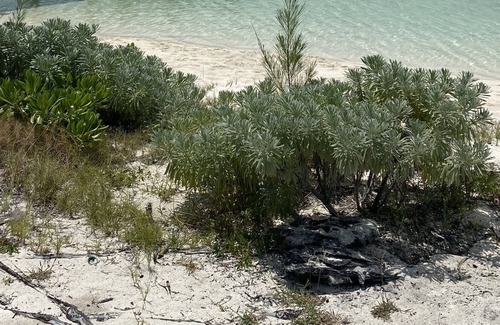 Green Turtle Cay House | 3b/3b, whole house generator, 238 steps to Coco Bay. Sleeps 4-6-8. City water.