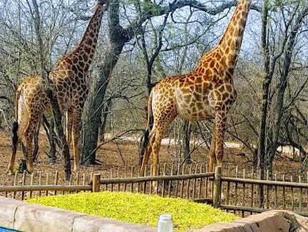 Marloth Park House | 4609 Ratel