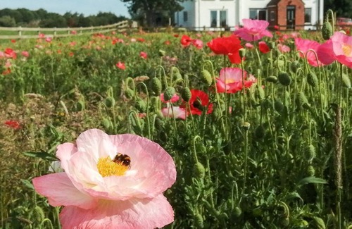Arnold Cottage | 5 bedroom accommodation in Brandesburton, near Hornsea