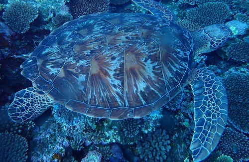 Ishigaki House | A 5minute walk to the sea a condominium suite wi / Ishigaki Okinawa