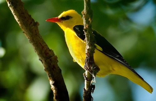 Pensol Cottage | A charming rural gite for up to 2 people, 20 acres of grounds, wifi, by a river.