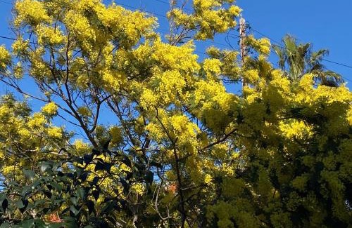 La Pointe Rouge Bed & Breakfast | A l'ombre du platane