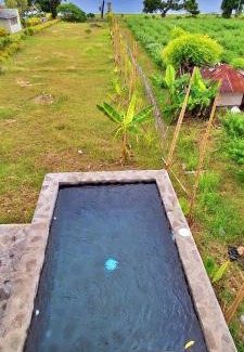 Kalisada Other | A Mango Tree House with a private swimming pool