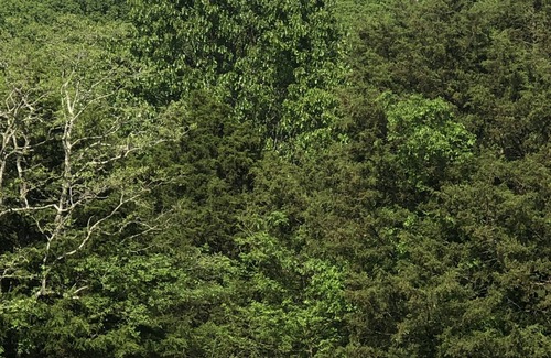 Walnut Shade Apartment | A part of nature, surrounded by farm animals, 12 minutes from Branson.