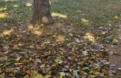 Bendale House | A Peaceful 3 Bedrooms House in a Quiet Neighborhood