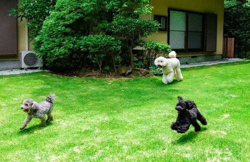 Ito House | A rental villa with a dog run and an openair bath/Ito Shizuoka