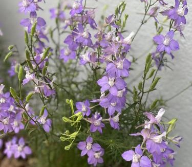 Nagarkot House | Aanshi Homestay