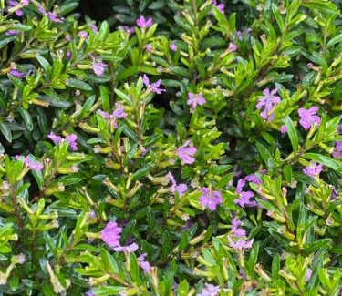 Nagarkot House | Aanshi Homestay