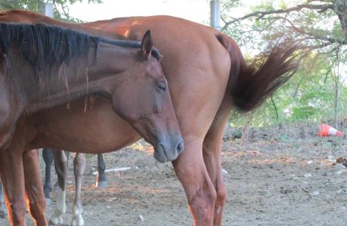 Giomici House | Agriturismo Dea