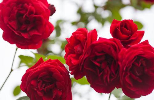 Carteria di Sesto House | Agriturismo Il Cavicchio