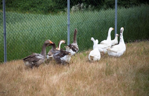 Mirabella Eclano House | Agriturismo Il Borgo