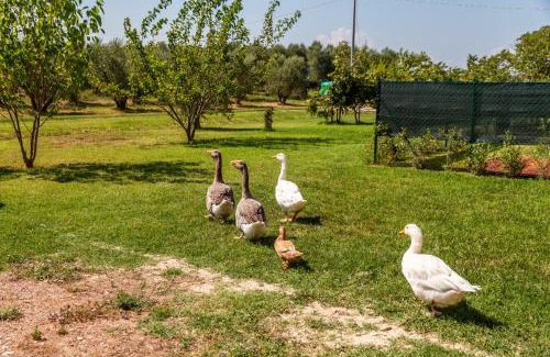 Grosseto House | Agriturismo il Pollino