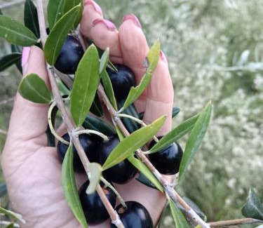 Volterra House | Agriturismo La Mirandola