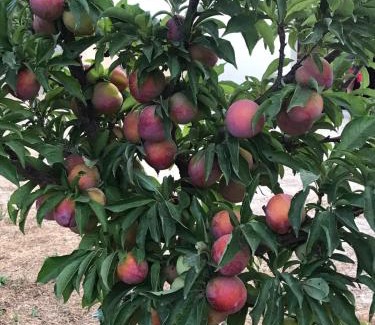 Marrubiu House | Agriturismo S´Aranada