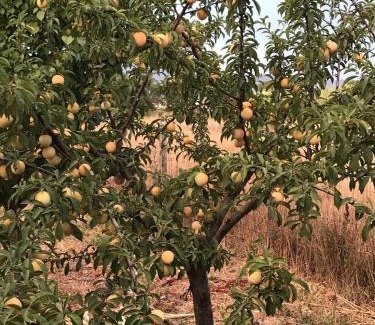 Marrubiu House | Agriturismo S´Aranada