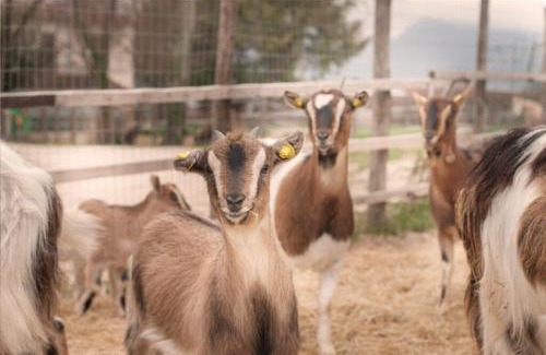 Protte House | Agriturismo Stovali Da Lustrinu