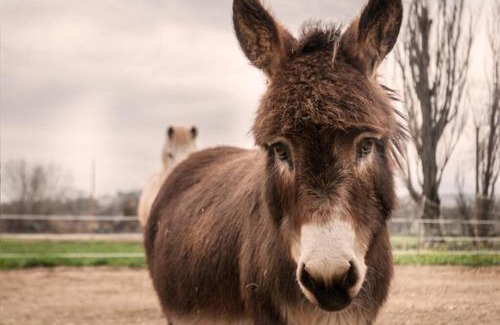 Protte House | Agriturismo Stovali Da Lustrinu