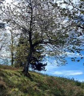 Fosciandora House | Agriturismo Zè del Pino