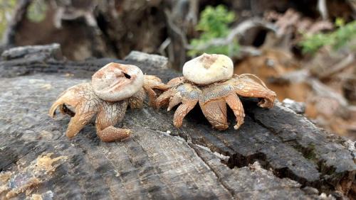 Fosciandora House | Agriturismo Zè del Pino