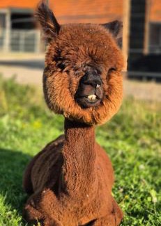 Workum House | Alpaca World Friesland