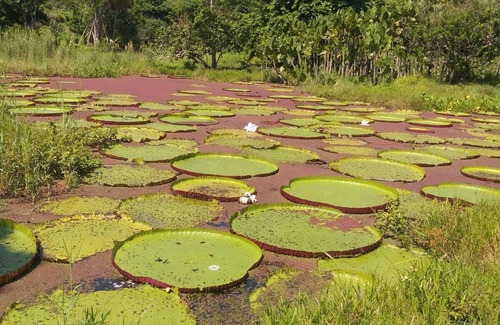 Iquitos House | Amazon Nativo Lodge Tour and Excursion in the amazon jungle, Iquitos, Peru