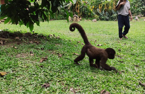 Iquitos House | Amazon Nativo Lodge Tour and Excursion in the amazon jungle, Iquitos, Peru