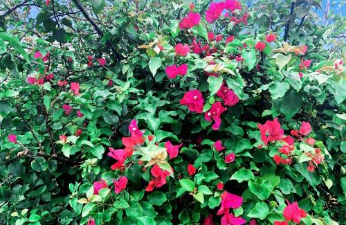 Kabira House | amber moon