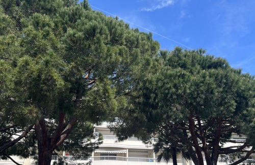 Cannes City Centre Apartment | ambre d'or appartement