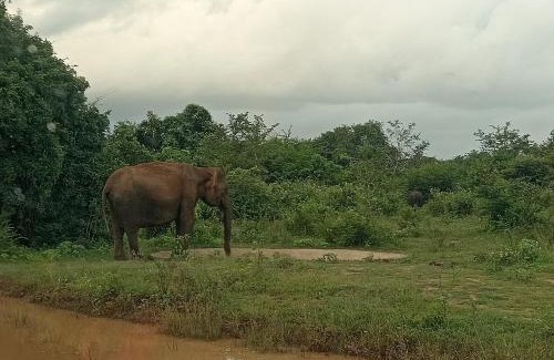 Dambulla Hotel | Amuthu villa