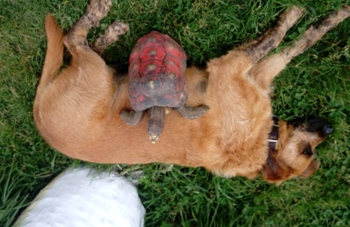 San Juan de Pasto Cottage | Andean wooden cottage