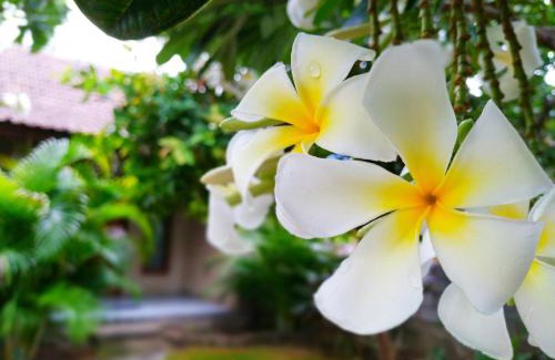 Pemuteran House | Angga Guest House