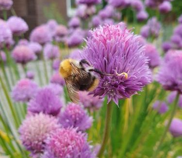 Donkerbroek Bed & Breakfast | Anna's Bêd & Brochje en vakantieverblijf