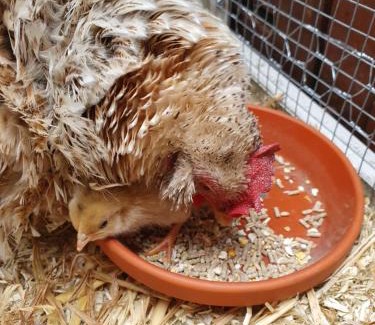 Donkerbroek Bed & Breakfast | Anna's Bêd & Brochje en vakantieverblijf