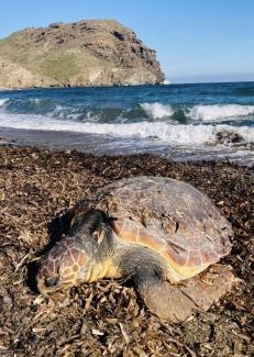 Las Negras Apartment | Apartamento encantador