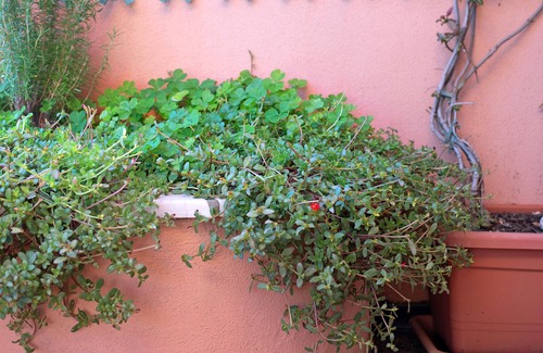 Arenzano Apartment | Apartment "Casa Costa - Arenzanohost" with Sea View, Garden & Wi-Fi