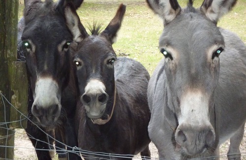 Clohars-Fouesnant Apartment | Apartment located in the park in the countryside