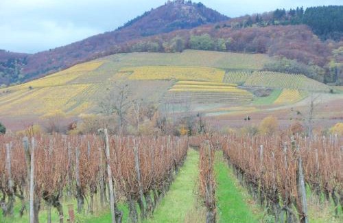 Orschwiller Apartment | Apartment Route du Vin Centre Alsace