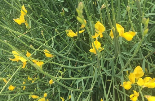 Assisi Apartment | Apartment with 2 bedrooms in a panoramic landscape with a large pool