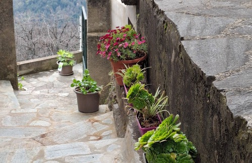 Campana House | Appartement au Pied du San Petrone, en Plein Cœur de la Castagniccia