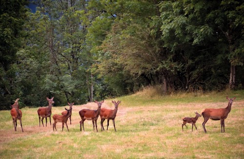 Cier-de-Luchon Apartment | Appartement Typique