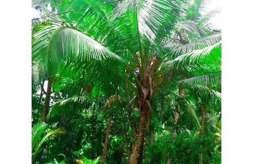 Hettimulla Villa | Aqua Bliss Resort & Villa Bentota