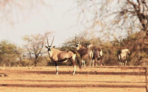 Namibia Apartment | Aranos Kalahariland Guest Farm